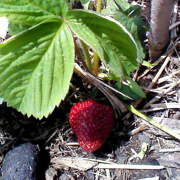 Nikki - Picture 1 of 1